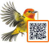 QR code design sample 2 - custom QR code with template
